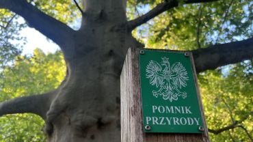 Wrocław robi porządek z pomnikami przyrody. Rada miejska przyjęła 35 uchwał