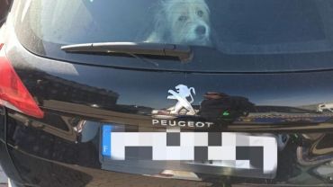 “Tylko na chwilkę”. 75-latek zostawił psa w zaparkowanym na słońcu aucie