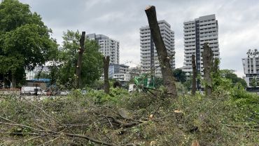 Wrocław: Nowe mieszkania na Kępie Mieszczańskiej. Ruszyła wycinka drzew [ZDJĘCIA]
