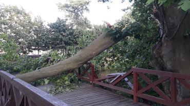 Potężne drzewo runęło na kładkę w centrum Wrocławia. Miasto: Może być jeszcze gorzej