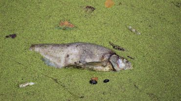 Wrocław: Fosa miejska cała zielona, a w środku pełno śniętych ryb. Mieszkańcy narzekają na smród