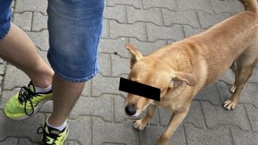 Włamywacz z Wrocławia wszędzie chodził z psem. I to go zdradziło