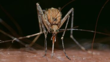 Plaga komarów we Wrocławiu. Czy będą opryski?