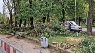 Rzeź drzew we Wrocławiu. Osiedlowi radni: miasto na kolanach do deweloperów