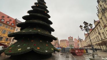 Wrocław: Choinka na Rynku już stoi