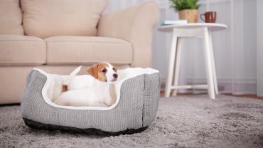 Jak nauczyć psa zostawać samemu w domu?