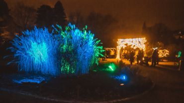 Światłogród. Ogród Botaniczny we Wrocławiu rozbłysnął na kolorowo [ZDJĘCIA]