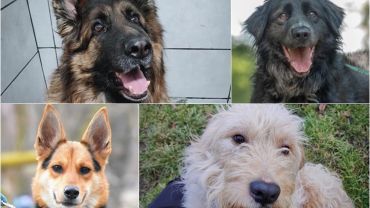 Wrocław: te psy szukają kochającego domu