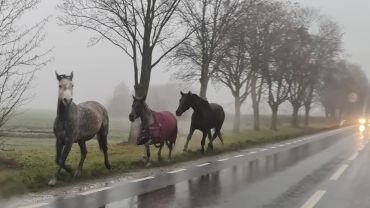 Western pod Wrocławiem. Konie biegały przy ruchliwej drodze