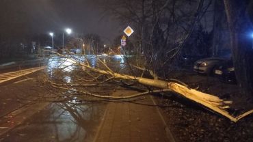 Wrocław: Powalone drzewa po nocnej wichurze i burzy, kilkanaście interwencji strażaków