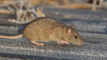 Szczury opanowały podwórko we Wrocławiu. Biegają jak szalone