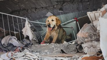 Weterynarze z Wrocławia leczą psa, który ratował ludzi po trzęsieniu ziemi w Turcji