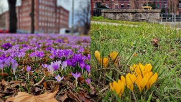 Zwiastuny wiosny we Wrocławiu. Polany w parkach pełne kwiatów