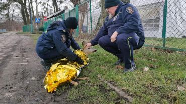 Wrocław: Strażnicy miejscy uratowali potrąconą przez samochód sarnę