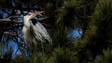Wrocław: Czaple w parku budują gniazda, wiosna niebawem