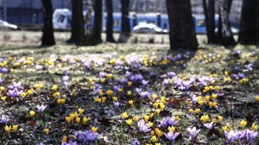 Wrocław: Wreszcie idzie wiosna. Ciepły weekend, a potem 20 stopni