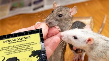 Wrocław chce przyjaźni ze szczurami. Wyznaczono pierwsze osiedle