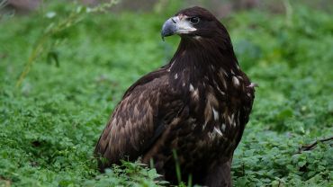 Martwe orły bieliki znalezione w lesie pod Wrocławiem. Zostały otrute