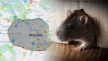 Wrocław wprowadził oficjalną strefę zagrożoną szczurami