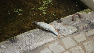 Wrocław: Śnięte ryby w fosie miejskiej. Miasto ostrzega przed kontaktem z wodą