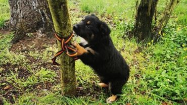 Wrocław: Przywiązał psa do drzewa i zostawił w parku. Zwierzę marzło całą noc