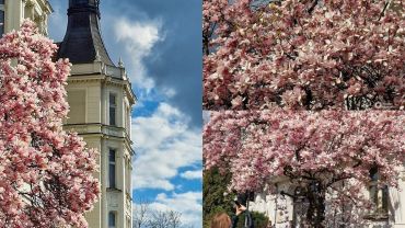 Wrocław: Tak pięknie kwitną magnolie przy ul. Podwale. Idealne miejsce na fotograficzną sesję