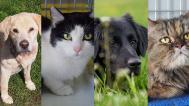 Psy i koty do adopcji we Wrocławiu. Te zwierzęta czekają na nowy dom, poznaj ich historie