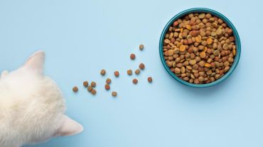 Rola karmy w zdrowym rozwoju psów i kotów