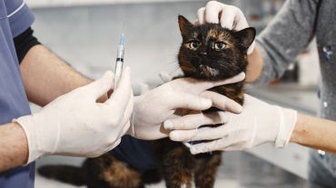 Śmiertelna choroba kotów: drugi przypadek we Wrocławiu. Weterynarze apelują: Nie wypuszczajcie ich z domu!