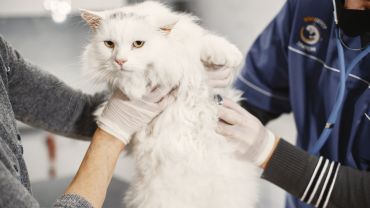 To grypa zabija koty. Lekarze weterynarii: Nie wiemy, czy człowiek jest bezpieczny