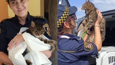 Wrocław: Straż miejska uratowała kotka. Porzuciła go właścicielka