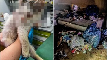 Wrocław: 19-latka obiecywała, że zaopiekuje się kotkami. Zgotowała im straszny los