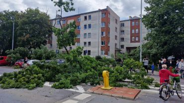 Wrocław: Drzewo runęło na ulicę. Urzędnicy się kłócą, kto jest odpowiedzialny