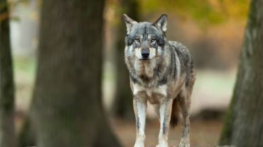 Mieszkanka Dolnego Śląska dotkliwie pogryziona przez wilka