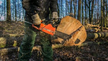 Minister wprowadza zakaz wycinki lasów we Wrocławiu i okolicach