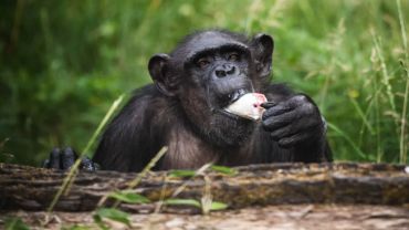 Zmarła Kizi - szympansica z zoo. Gucwińscy karmili ją butelką