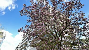 Jak tu pięknie! Jak tu pachnie! We Wrocławiu zjawiskowo zakwitły magnolie