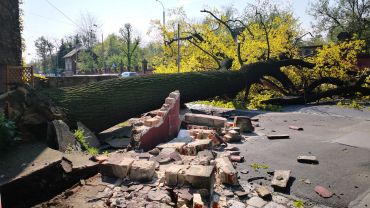 Wrocław: Na most Zwierzyniecki spadło drzewo [WIDEO]