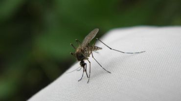 Jak Wrocław walczy z komarami? [WIDEO]