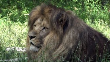Wrocławskie zoo szuka opiekuna lwów i tygrysów. Czy to praca marzeń dla miłośników zwierząt? [WIDEO]