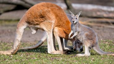 Oto mały kangur rudy z wrocławskiego zoo [WIDEO]