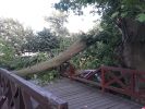 Potężne drzewo runęło na kładkę w centrum Wrocławia. Miasto: Może być jeszcze gorzej