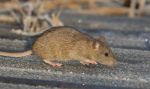 Szczury opanowały podwórko we Wrocławiu. Biegają jak szalone
