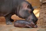 Mały hipopotam z wrocławskiego zoo ma nowego opiekuna! [ZOBACZ ZDJĘCIA], ZOO Wrocław