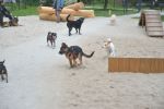 Wrocław: trzy nowe place zabaw dla psów. Jeden już gotowy [ZDJĘCIA], 