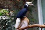 Niezwykle rzadki ptak przyszedł na świat we wrocławskim zoo, 