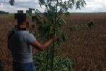 Wrocławscy policjanci zlikwidowali leśną plantację marihuany. Krzewy wyższe od człowieka [ZDJĘCIA, WIDEO], Dolnośląska Policja