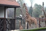 Nowa mieszkanka wrocławskiego zoo - mała żyrafka siatkowana [ZDJĘCIA], 