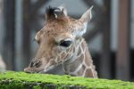 Nowa mieszkanka wrocławskiego zoo - mała żyrafka siatkowana [ZDJĘCIA], 