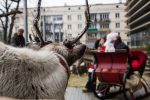 Zaprzęg Świętego Mikołaja dotarł do Wrocławia [ZDJĘCIA], 